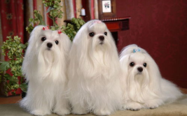马尔济斯犬,优雅与忠诚的完美结合