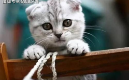 娱乐吃瓜君七七折耳猫,娱乐吃瓜君的萌宠日常