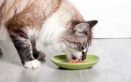 娱乐吃瓜酱猫咪视频大全