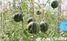 甘肃回民网红吃瓜视频,揭秘当地特色美食与风土人情